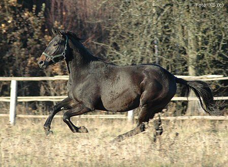 Fundacja PEGASUS uratowała już 120 koni