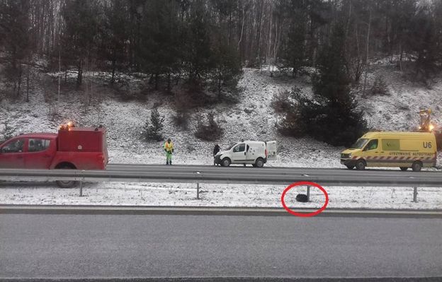 Pies zamarzał przy autostradzie przez procedury. Nikt nie chciał mu pomóc