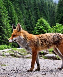 Lis odwiedził turystów - zobacz zdjęcia