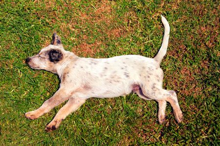 Plaga psów w Zakopanem