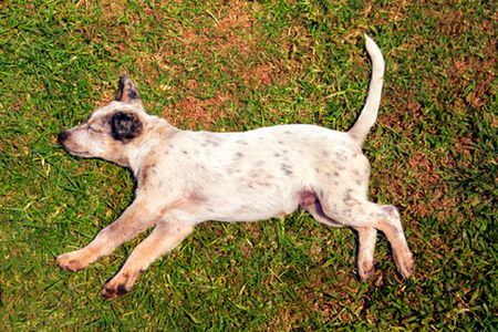 Plaga psów w Zakopanem