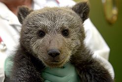 Leśnicy z Cisnej uratowali niedźwiadka