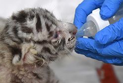 Dwa białe tygrysy urodziły się w Borysewie