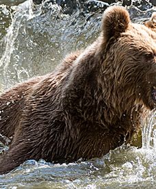 Niedźwiedzie z wrocławskiego ZOO