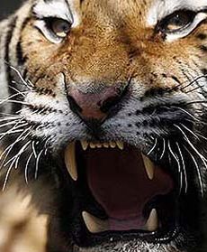 Wymienili je za dwa wielbłądy