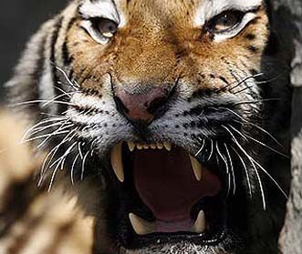 Wymienili je za dwa wielbłądy