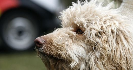 Pierwszy w Polsce Labradoodle