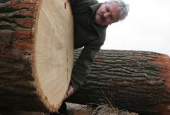 Zatrudnienie w Lasach Państwowych spada