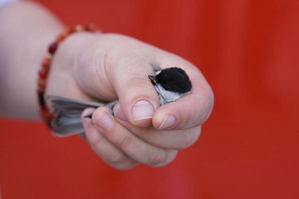 Ptaki wypadają z gniazd. Jak możemy pomóc?