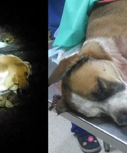 Obcięta łapa, uszkodzony kręgosłup. Psa przywiązano do torów. Zdjęcia mają pomóc znaleźć oprawcę