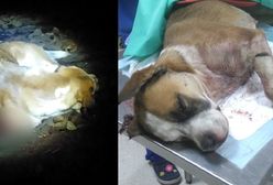 Obcięta łapa, uszkodzony kręgosłup. Psa przywiązano do torów. Zdjęcia mają pomóc znaleźć oprawcę