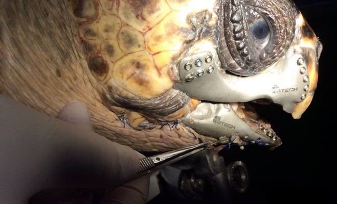 Ranny żółw wróci do morza dzięki drukowi 3D