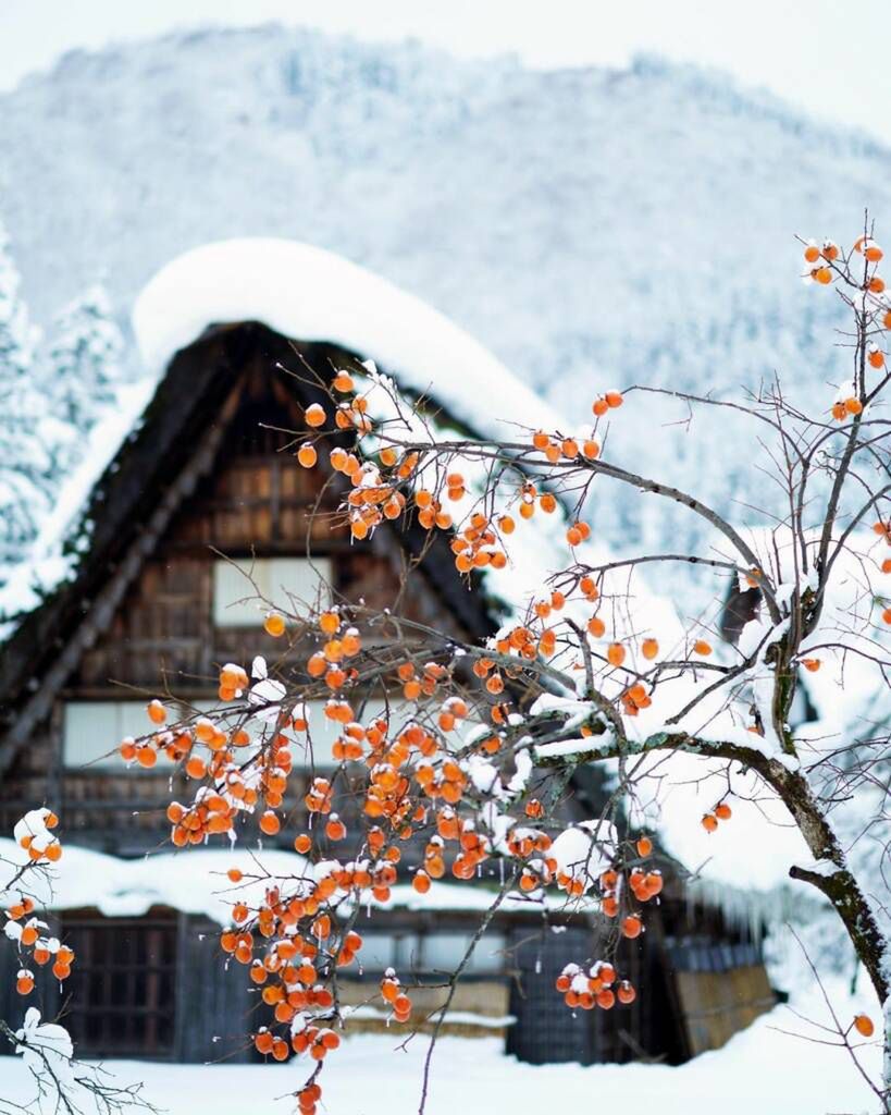 shirakawa_go/instagram