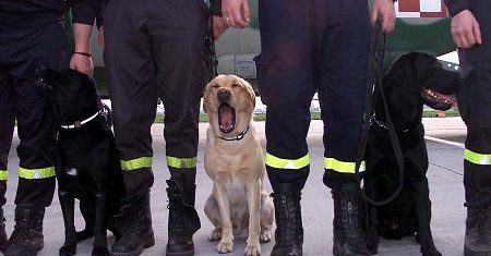 Polscy ratownicy do Algierii