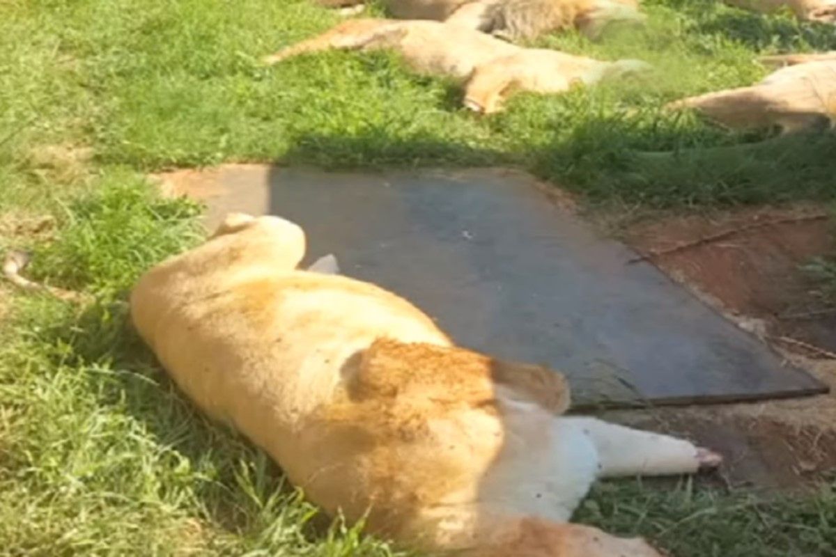 RPA. Kłusownicy zatruli 16 lwów. Później obcięli im głowy i łapy