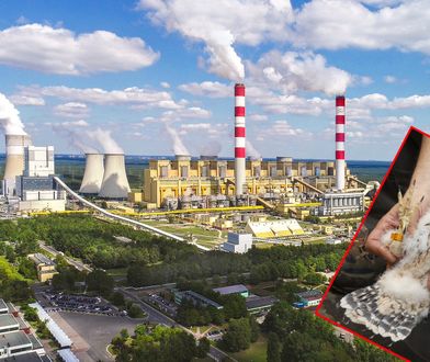 Elektrownia Bełchatów z nietypową hodowlą. Zapewni dom rodzinie wędrownych sokołów
