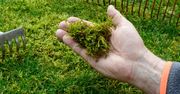 Zabierz z kuchni i spryskaj mech. Szybko pozbędziesz się go z trawnika