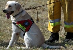 Dąbrowa Górnicza: wandale zniszczyli poligon dla psów ratowników