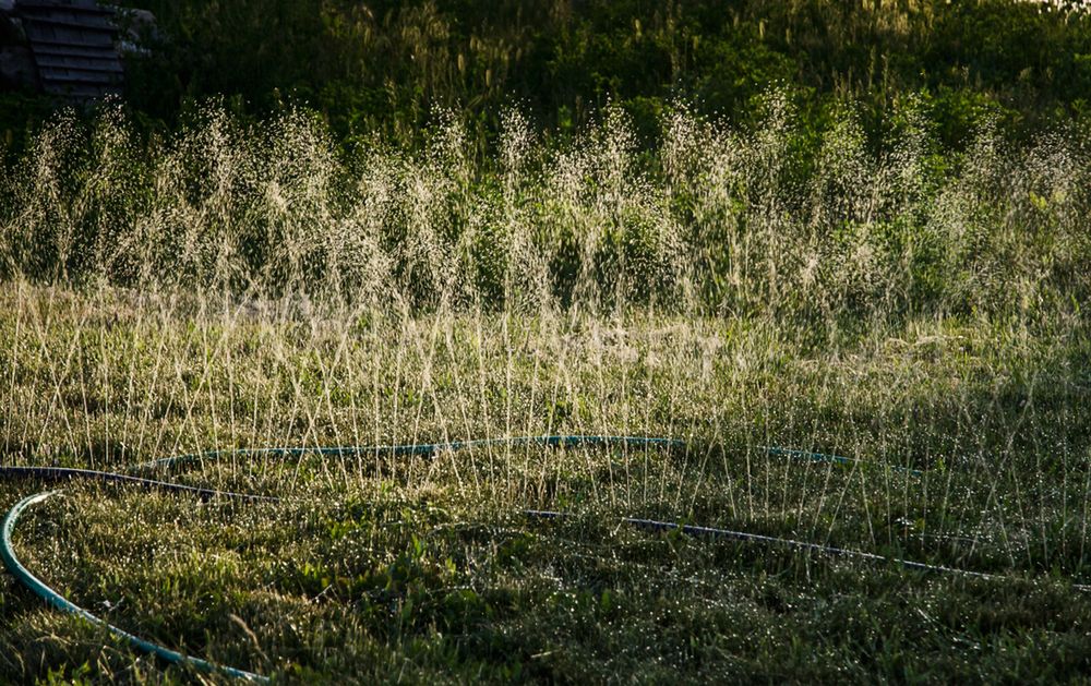 Zielona wyspa pośród suchych trawników. Zainwestuj w zraszacze