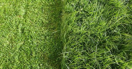 Sprawdzone sposoby na szybkie założenie trawnika