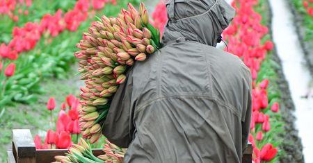Dzień Kobiet. Tulipany w hurcie po 50 gr, ale w dyskontach niewiele drożej