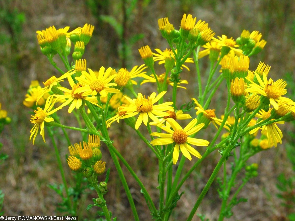 Niebezpieczny kwiatek powszechnie występuje na polach i łąkach. Starzec jakubek – kiedyś lek, dziś trucizna