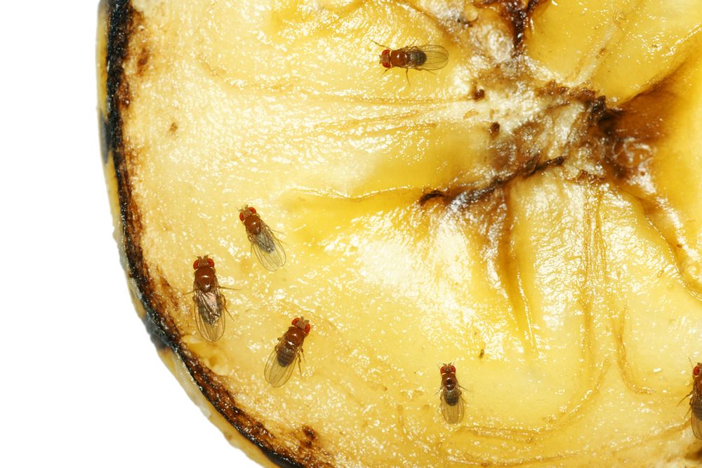 Muszki owocówki nie lubią zapachu octu - wykorzystaj ten specyfik w walce z owadami