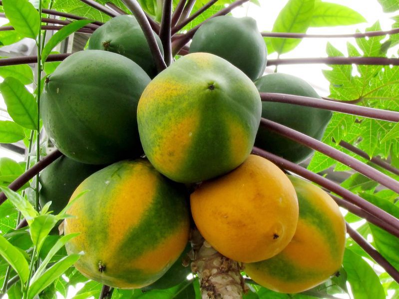 Rozpoznasz orientalne owoce po zdjęciu?