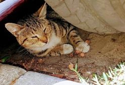 Otwock. Połamane łapki, otwarte rany, zdarta skóra. "Kot prawdopodobnie został brutalnie pobity"