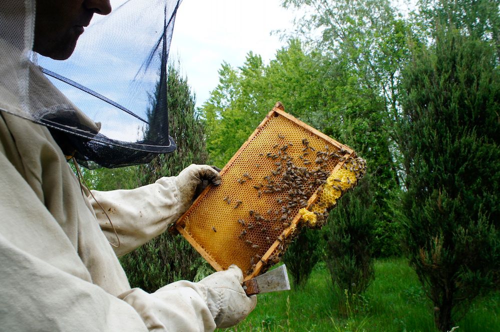 8 sierpnia – Wielki Dzień Pszczół