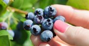 Zastosuj ten trik już w marcu, a borówka amerykańska będzie uginać się od owoców