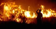 Żegnaj korniku, witaj kleszczu! Co oznaczają dla nas zmiany klimatyczne?