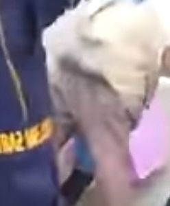 Warszawa. Strażnicy miejscy skontrolowali sprzedawców na Woli. Wybuchła wielka awantura