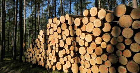 Lasy Państwowe kontra branża. "Znikające drewno"