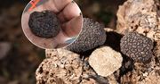 Za te grzyby płacą nawet 3 tys. W Polsce sezon trwa, ale musisz wiedzieć, jak i gdzie szukać
