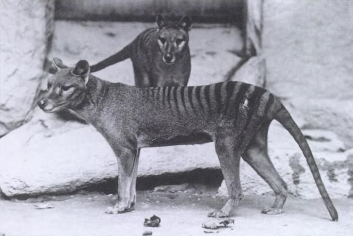 Ostatnie wilkowory zmarły w latach 1930