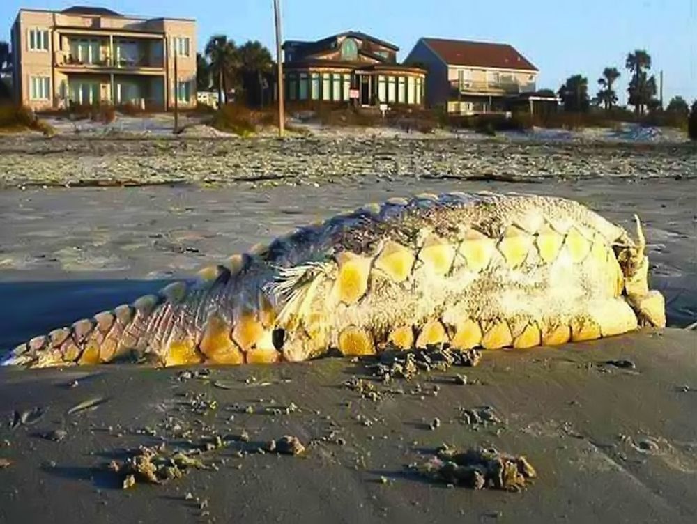 Potwór z Folly Beach