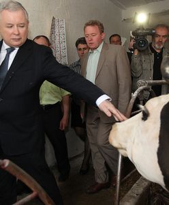 GOSTKIEWICZ: "Krowa+" i "Świnia+" to dowód na to, że Kaczyński stracił kluczowy atut [OPINIA]