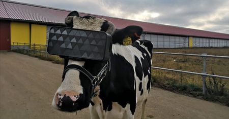 W Rosji krowy noszą okulary VR. W ten sposób mają się relaksować
