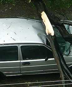 Drzewo przygniotło samochód