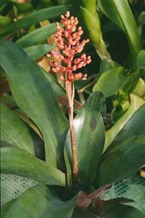 Ananasowate - Bromeliaceae