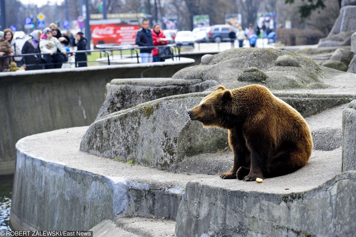 Niedźwiedzie znikną z warszawskiej Pragi