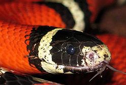 Egzotyczni sąsiedzi