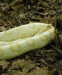 Wąż zbożowy znaleziony w Lasku Bielańskim. Wygrzewał się na słońcu
