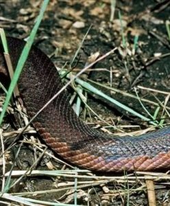 Odkryto gatunek węża zmieniającego kolor