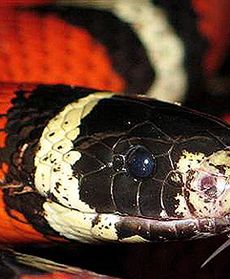 Egzotyczni sąsiedzi