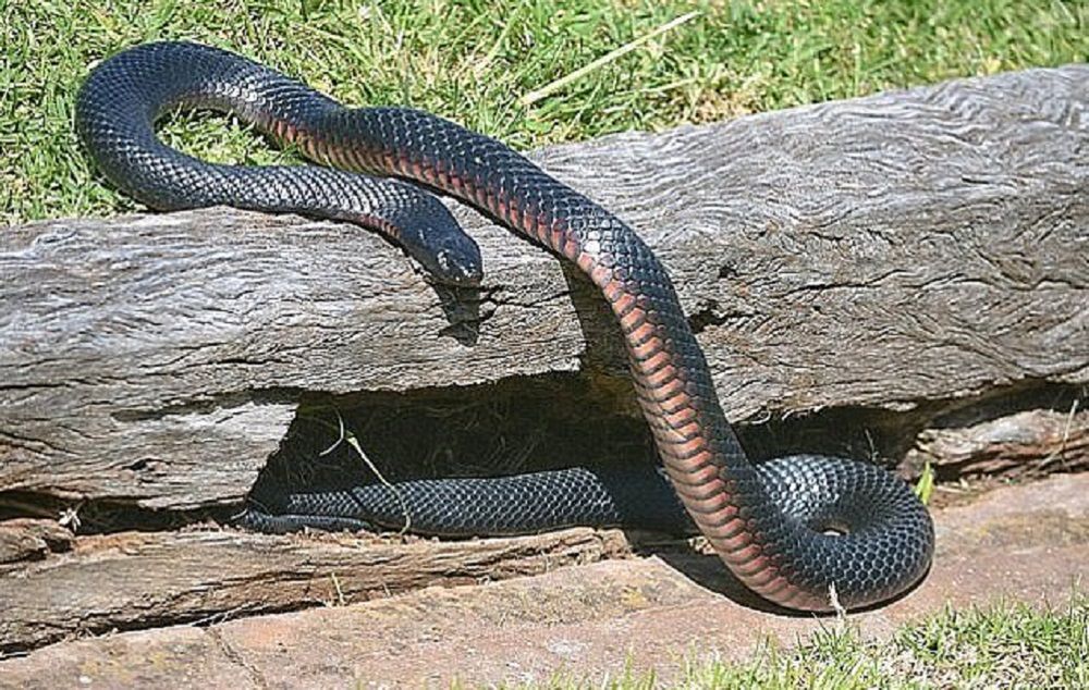 Australia. Ogromny, jadowity wąż znaleziony na strzelnicy 