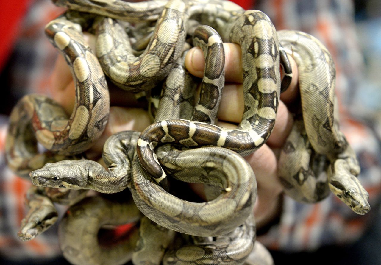 W rzeszowskim sklepie urodziło się 21 węży boa!