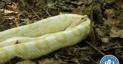 Wąż zbożowy znaleziony w Lasku Bielańskim. Wygrzewał się na słońcu