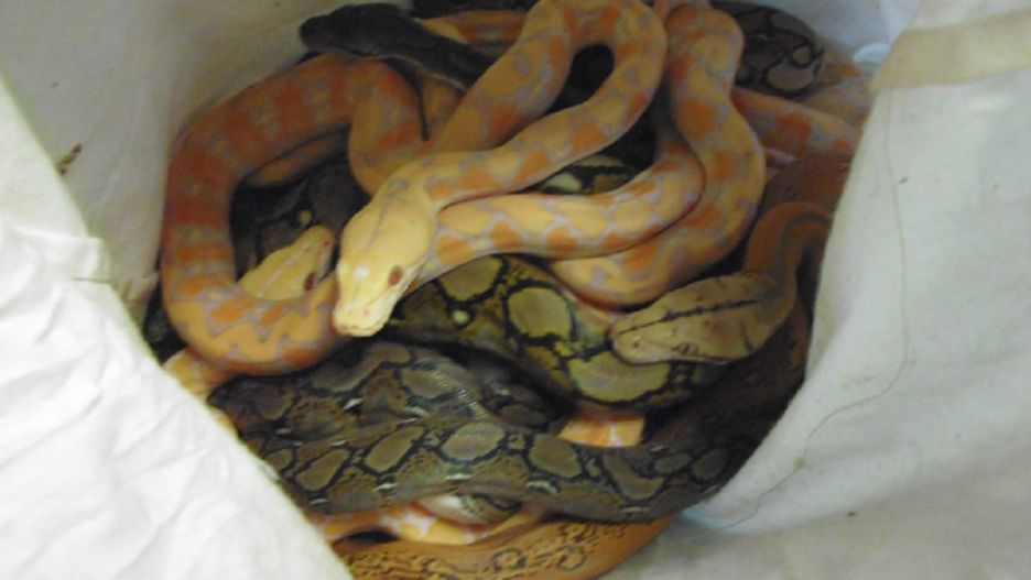 Przemyt zwierząt. Ukraińcowi grozi do 5 lat więzienia.